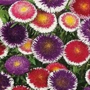 Pompon Hinomaru Mixed Aster Çiçeği Tohumu(50 tohum)