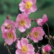 Pembe Renkli Anemone Çiçeği Tohumu(5 tohum)