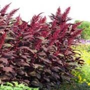 Red Spike Kırmızı Amaranthus Çiçeği Tohumu(50 tohum)