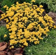 Sarı Lonas Ageratum(Vapur Dumanı)Çiçeği Tohumu(50 tohum)