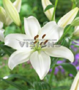 Bright Diamond Beyaz Lilium Zambak Soğanı (2 adet)
