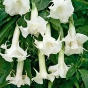 Yoğun Kokulu Beyaz Renkli Meleklerin Borazanı Çiçeği Fidanı Mini Fidan (50-100 cm)