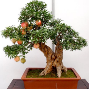 Bonsai İçin Uygun Süs Narı Tohumu (50 adet)