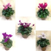 Karışık Renkli Cyclamen Çiçeği (5 adet)