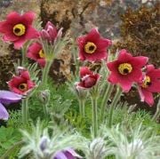 Kırmızı Anemone Çiçeği Tohumu(15 tohum)