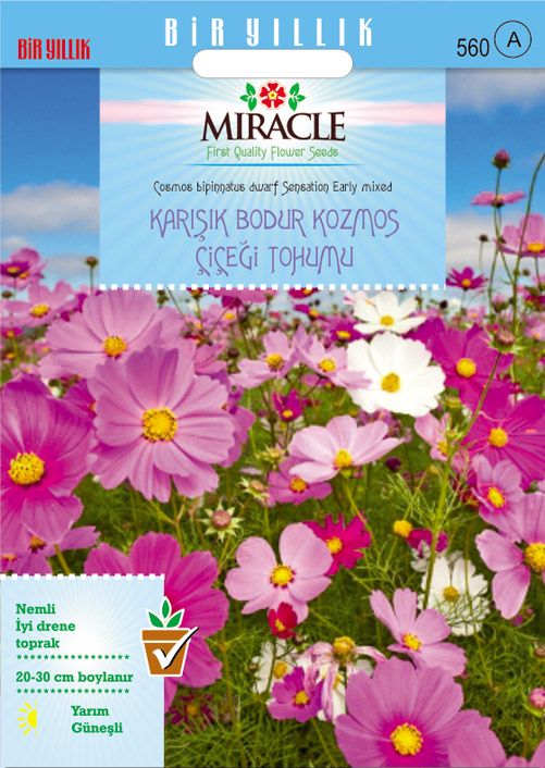 Miracle Karışık Renkli Bodur Cosmos (Kozmos) Çiçeği Tohumu(50 tohum)