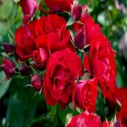 Açık Kök Black Forest Rose Yediveren Gül Fidanı