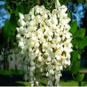 Tüplü Yoğun Kokulu Beyaz Çiçekli Akasya Fidanı (200-250 CM)