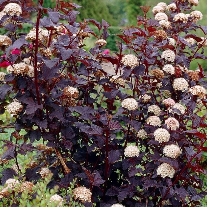 Soğuklara Dayanıklı Physocarpus Opulifolius Diabolo Dumanlı Yaprakları Olan Beyaz Çiçekli Dokuz Kabuk Çalısı Fidanı