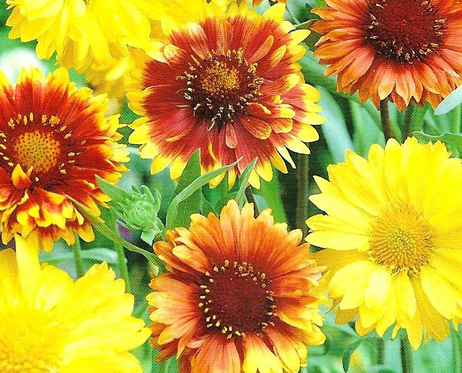 Karışık Renkli Kanarya Otu  Çiçeği Tohumu(50 tohum)