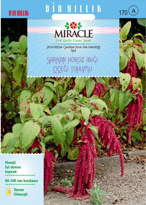 Miracle Sarkan Kırmızı Amaranthus(Horoz İbiği) Çiçeği Tohumu( 150  tohum)