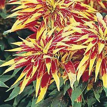 3 Renkli Amaranthus Çiçeği Tohumu(50 tohum)