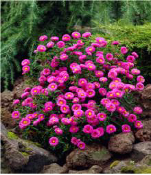 Patrica Ballard Aster Saraypatı Çiçeği Kök Soğanı