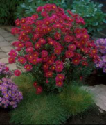 Royal Ruby Aster Saraypatı Çiçeği Kök Soğanı (1 adet)