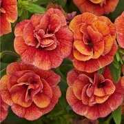 Calita Katmerli Double Orange Calibrochoa Çiçeği Fidesi (2 adet)