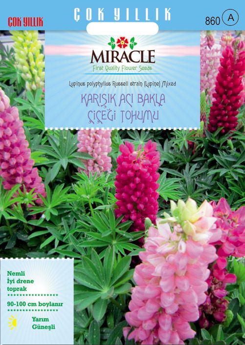 Miracle Russell Strain Karışık Renkli Acı Bakla Çiçeği Tohumu(40 tohum)