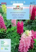 Miracle Russell Strain Karışık Renkli Acı Bakla Çiçeği Tohumu(40 tohum)