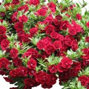 Calita Katmerli Double Red Calibrochoa Çiçeği Fidesi (2 adet)