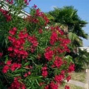 Kırmızı Çiçekli Zakkum Tohumu (5 tohum)