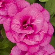 Calita Katmerli Double Rosy Calibrochoa Çiçeği Fidesi (2 adet)