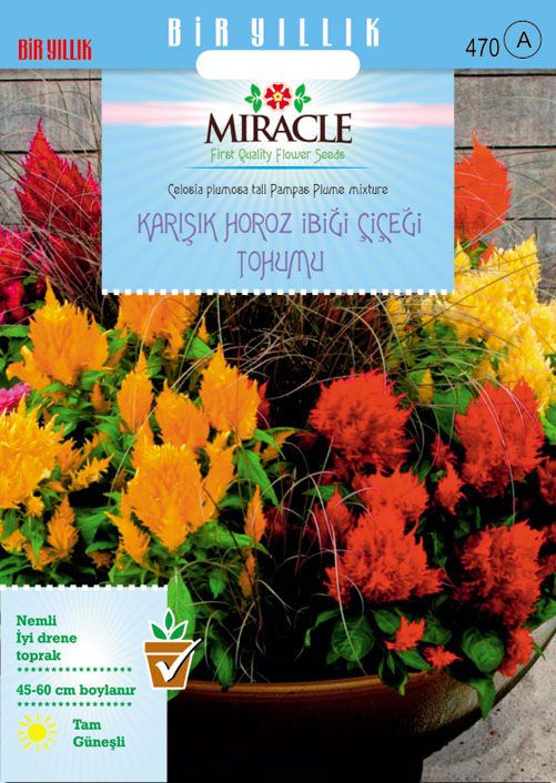 Miracle Karışık Renkli Horoz İbiği  Çiçeği Tohumu (800 Tohum)