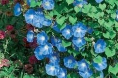 Mavi Gece Sefası Çiçeği Tohumu (40  tohum)