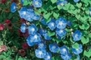 Mavi Gece Sefası Çiçeği Tohumu (40  tohum)