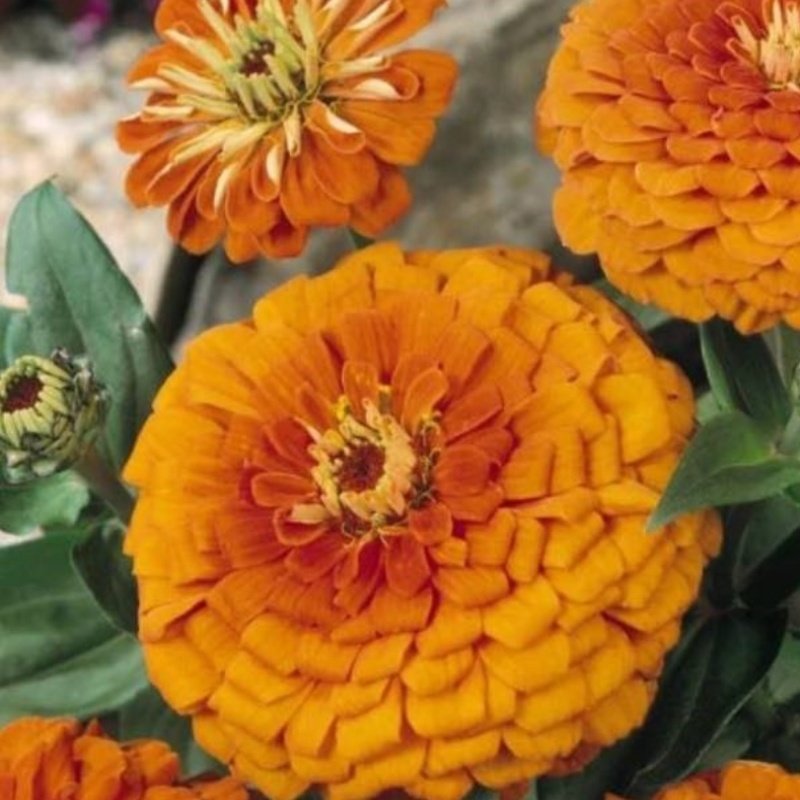 Super Yoga Elegans Orange Zinya Çiçeği Tohumu(40 tohum)