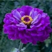 Super Yoga Elegans Purple Zinya Çiçeği Tohumu(40 tohum)