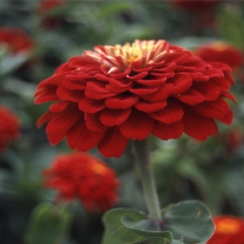 Super Yoga Scarlet Zinya Çiçeği Tohumu(40 tohum)