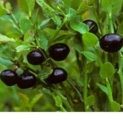 Tüplü Bilberry (Doğal Likapa)Fidanı