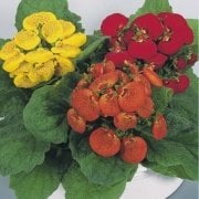Bodur Saksılık Mixed Çanta Çiçeği Fidesi (2 adet)