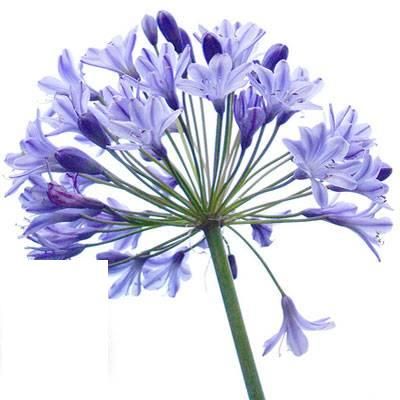 Mavi  Agapanthus Şefkat-Teber  Çiçeği  Tohumu(10 tohum)
