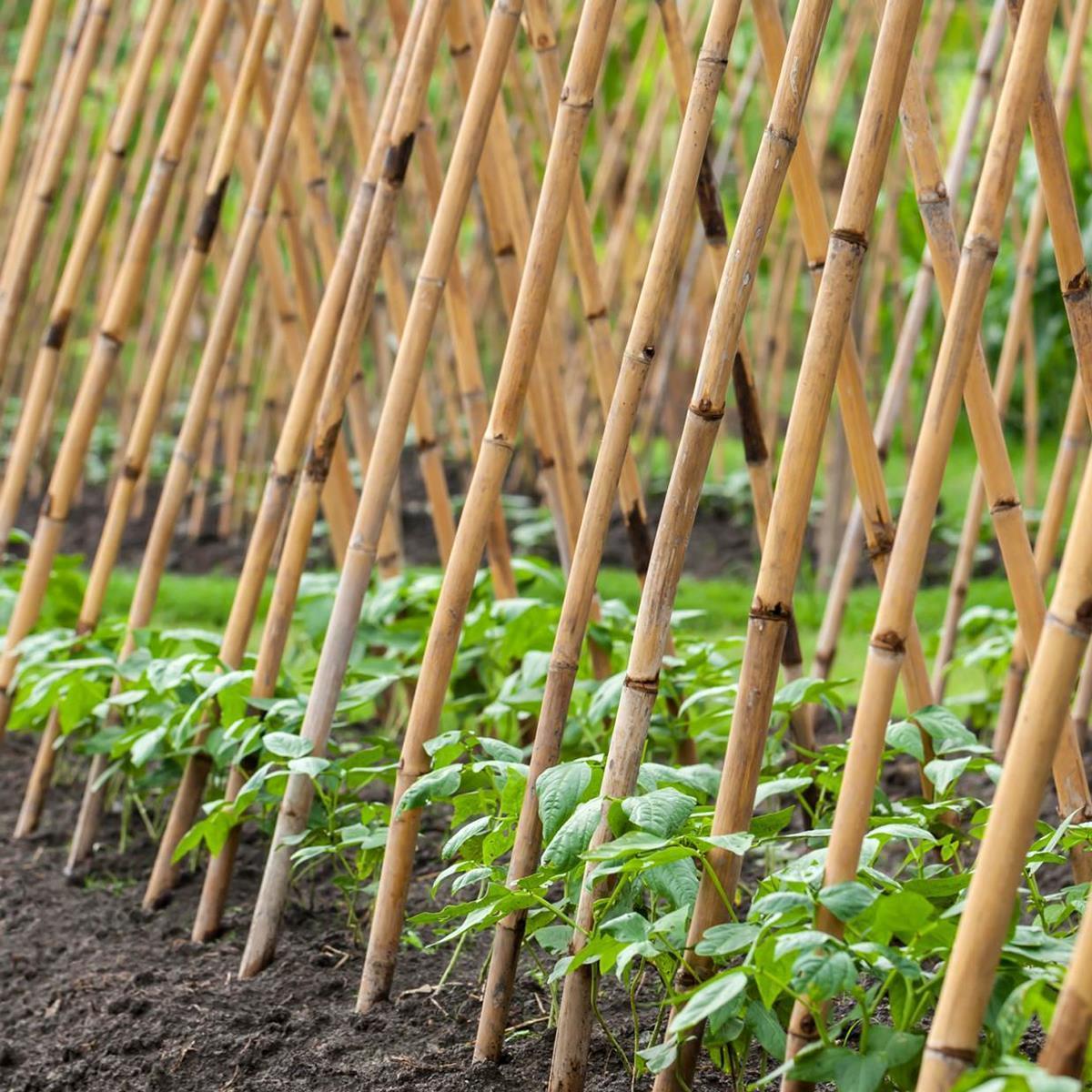 Bambu Fidan Dikim Destek Çubuğu 1000 adet(140-160 cm)