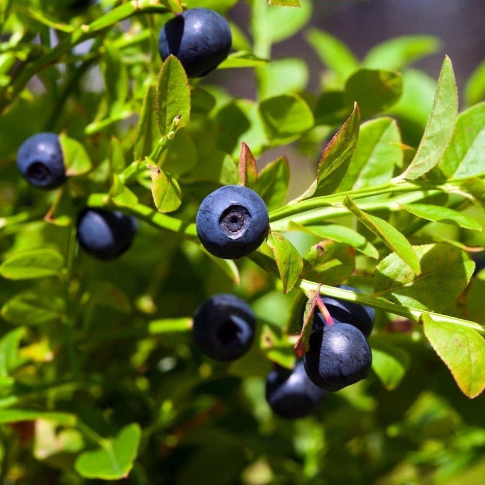 Açık Kök Likapa Yaban Mersini Blueberry Fidanı
