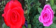 Açık Kök Yediveren Nar Çiçeği&Pembe Gül Fidanı