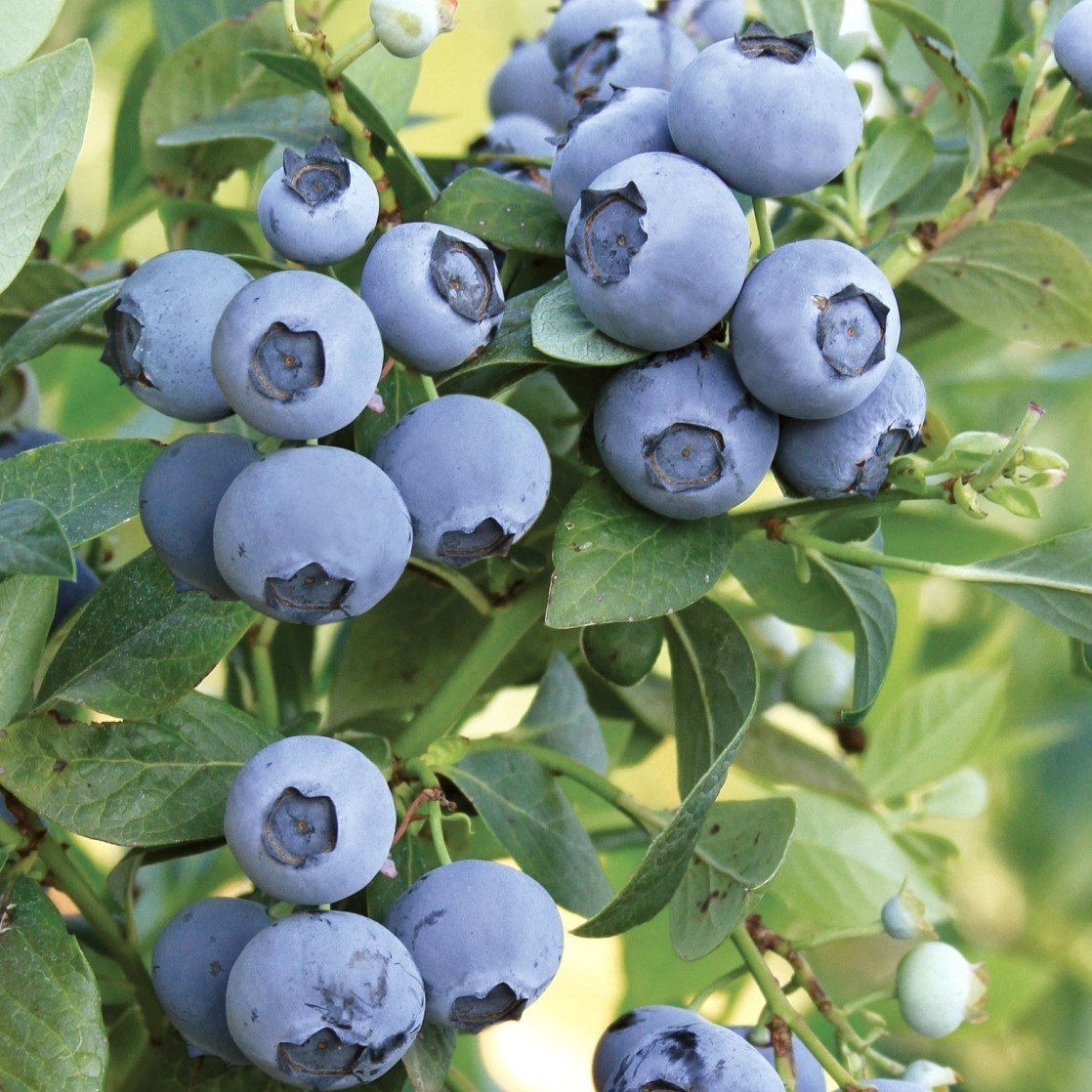 Açık Kök Oneal Yaban Mersini Blueberry Fidanı