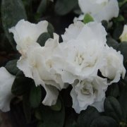 Saksıda Nigar Hatun  Beyaz Renkli Açelya Çiçeği Fidanı