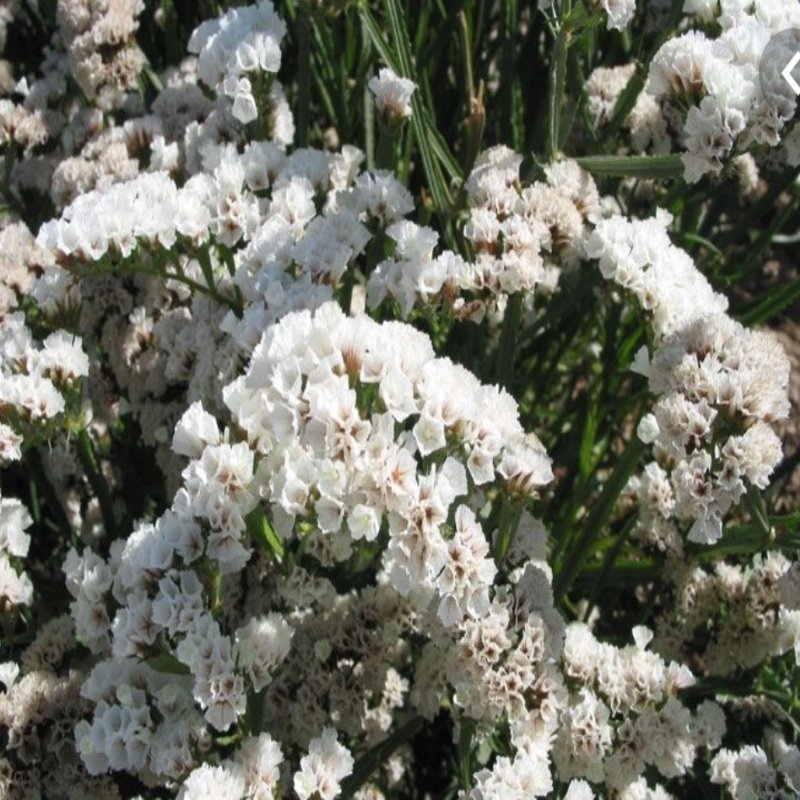 Limonium Sinuatum Pure White Deniz Lavantası Tohumu(30 tohum)