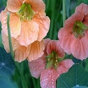 Tropaeolum Single Apricot Latin Çiçeği Tohumu (10 adet)