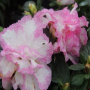 Saksıda Freckled Beauty İri Çiçekli Açelya Çiçeği Fidanı