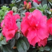Saksıda Açelya Çiçeği Paketi (4 Farklı Renk)