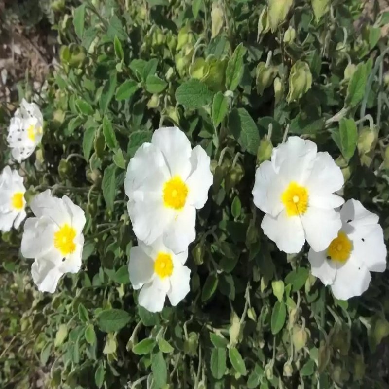 Tıbbı Aromatik Beyaz Çiçekli Laden Çiçeği Fidanı