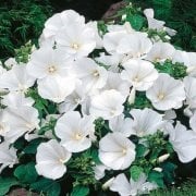 Lavatera Trimestris Regis Pure White Pamuk Çiçeği Tohumu(50 tohum)