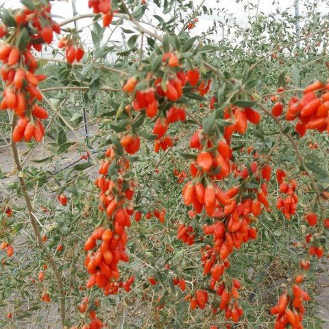 Tüplü Nq9 Goji Berry Kurt Üzümü Fidanı(Sınırlı Sayıda)