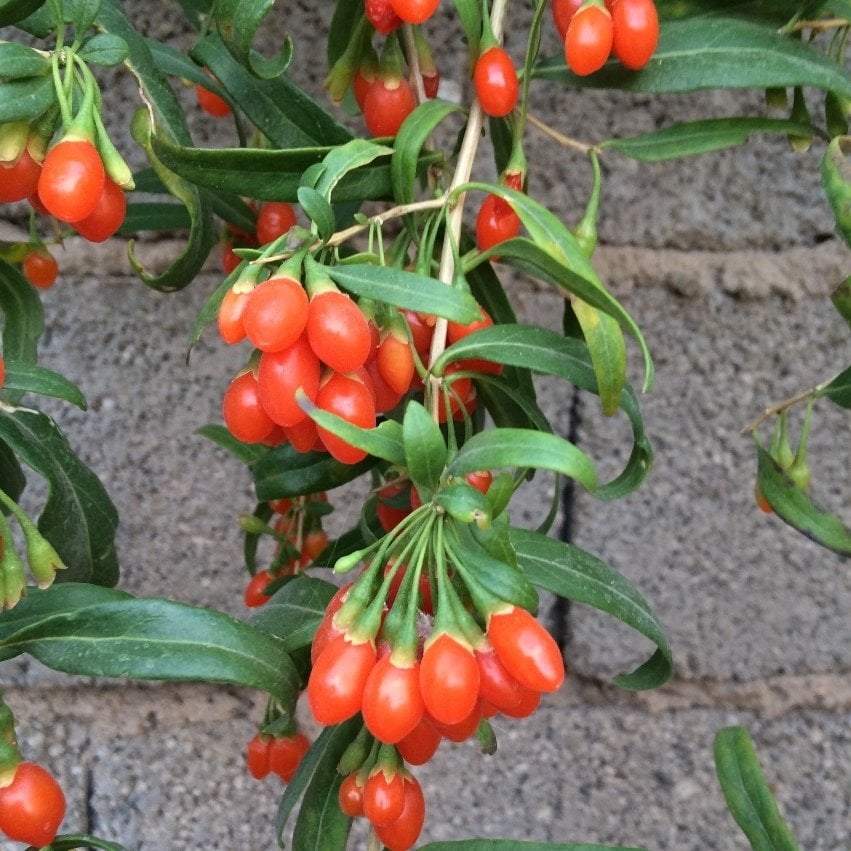 Tüplü Princess Tao Etli  Goji Berry Kurt Üzümü Fidanı(Sınırlı Sayıda)