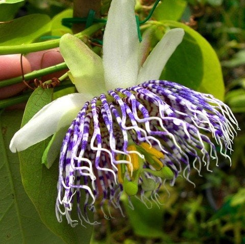 Tüplü Passiflora Actinia Fidanı