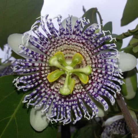 Tüplü Passiflora Actinia Fidanı