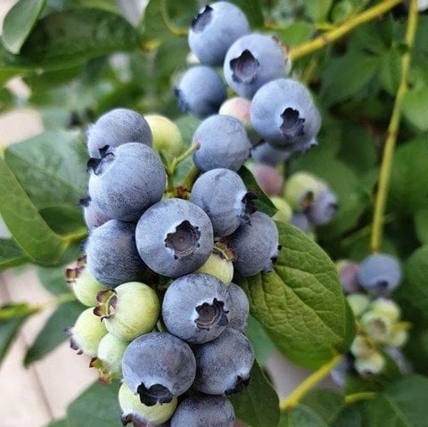 Tüplü Yaban Mersini(Likapa,blueberry,maviyemiş) Darrow Fidanı