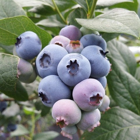 Tüplü Bluecropt Yaban Mersini Likapa Fidanı